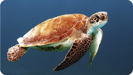 Exemple de carte thème d'improvison: Tortue de mer